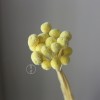 永生黄金球干花花束批发 金槌花黄金果天然真花配草花材厂家批发
