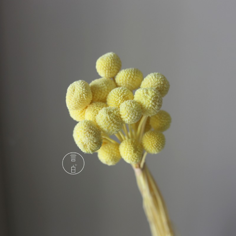 永生黄金球干花花束批发 金槌花黄金果天然真花配草花材厂家批发