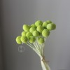 永生黄金球干花花束批发 金槌花黄金果天然真花配草花材厂家批发