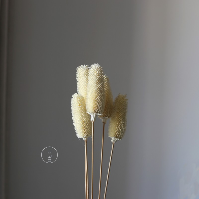 拉毛果干花 插花装饰摆件软装 长寿果蓟果云南永生花干花厂家批发