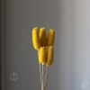 拉毛果干花 插花装饰摆件软装 长寿果蓟果云南永生花干花厂家批发