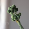 永生黄金球干花花束批发 金槌花黄金果天然真花配草花材厂家批发