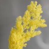 永生蓬莱松雪松干花真花diy婚庆花卉永蝴蝶永生花DIY材料工厂直发