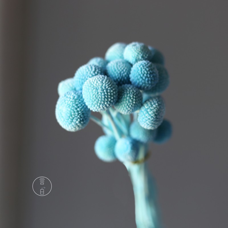 永生黄金球干花花束批发 金槌花黄金果天然真花配草花材厂家批发