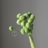 永生黄金球干花花束批发 金槌花黄金果天然真花配草花材厂家批发