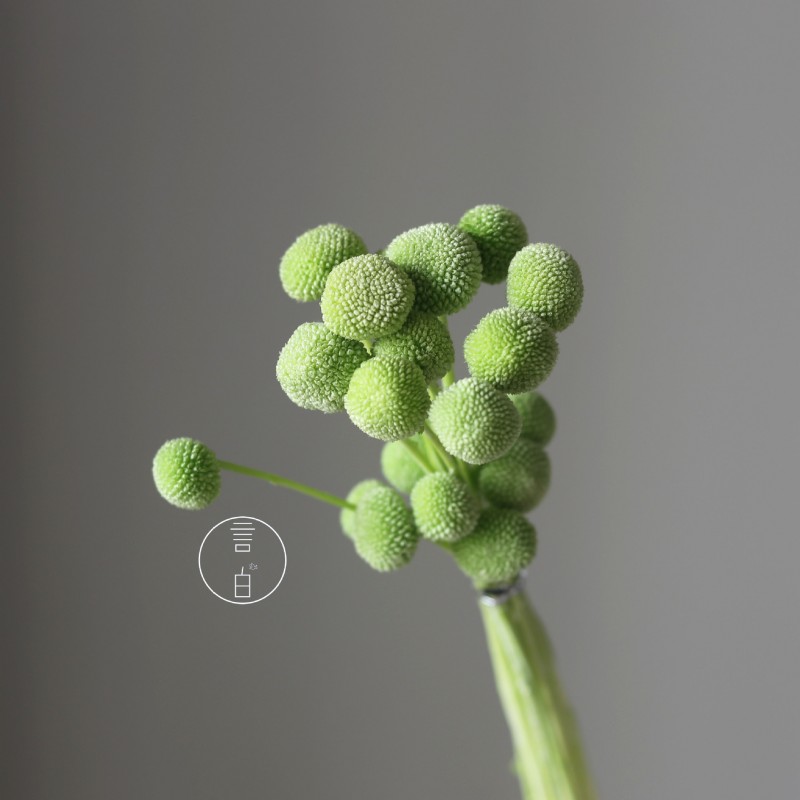 永生黄金球干花花束批发 金槌花黄金果天然真花配草花材厂家批发