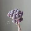 永生黄金球干花花束批发 金槌花黄金果天然真花配草花材厂家批发