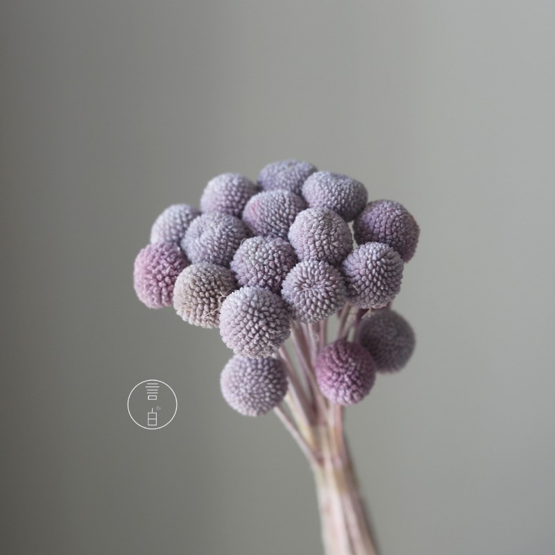 永生黄金球干花花束批发 金槌花黄金果天然真花配草花材厂家批发