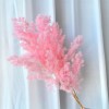 永生蓬莱松雪松干花真花diy婚庆花卉永蝴蝶永生花DIY材料工厂直发