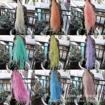 【龙须草 】永生花保鲜花龙须草DIY花材婚庆家居装饰清新儒雅风