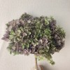 花者单支安娜绣球伴手礼绣球干花永生绣球家居装饰插花多色批发