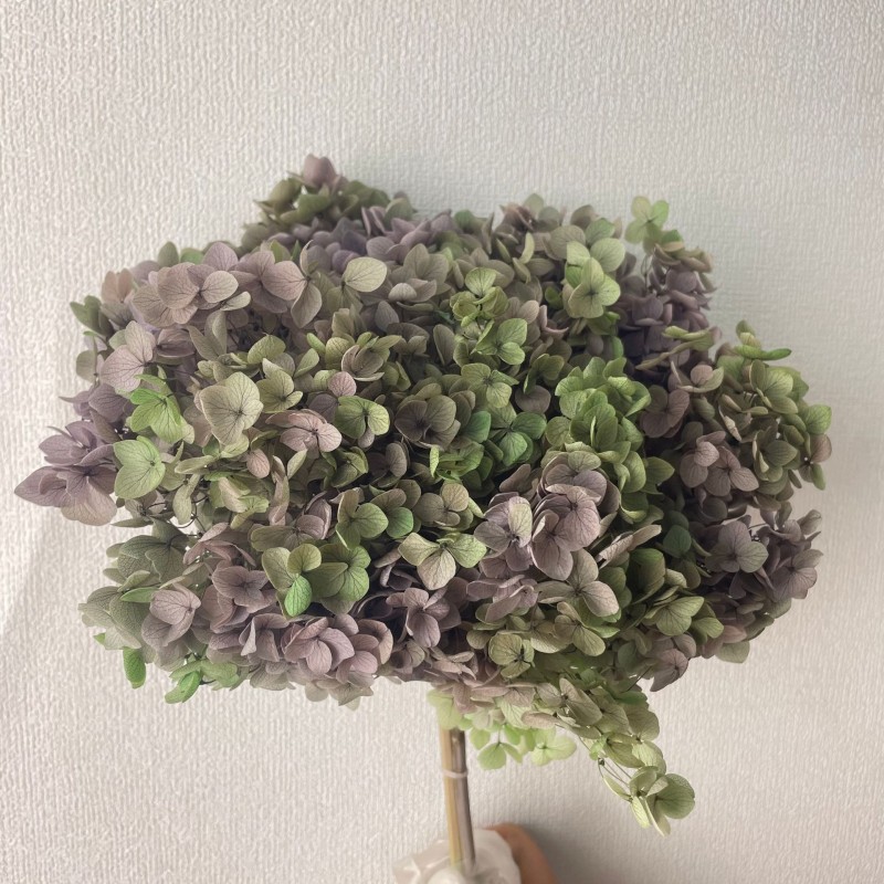 花者单支安娜绣球伴手礼绣球干花永生绣球家居装饰插花多色批发