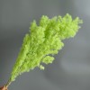永生蓬莱松雪松干花真花diy婚庆花卉永蝴蝶永生花DIY材料工厂直发