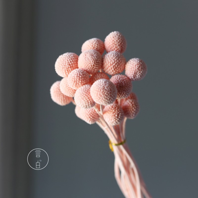永生黄金球干花花束批发 金槌花黄金果天然真花配草花材厂家批发