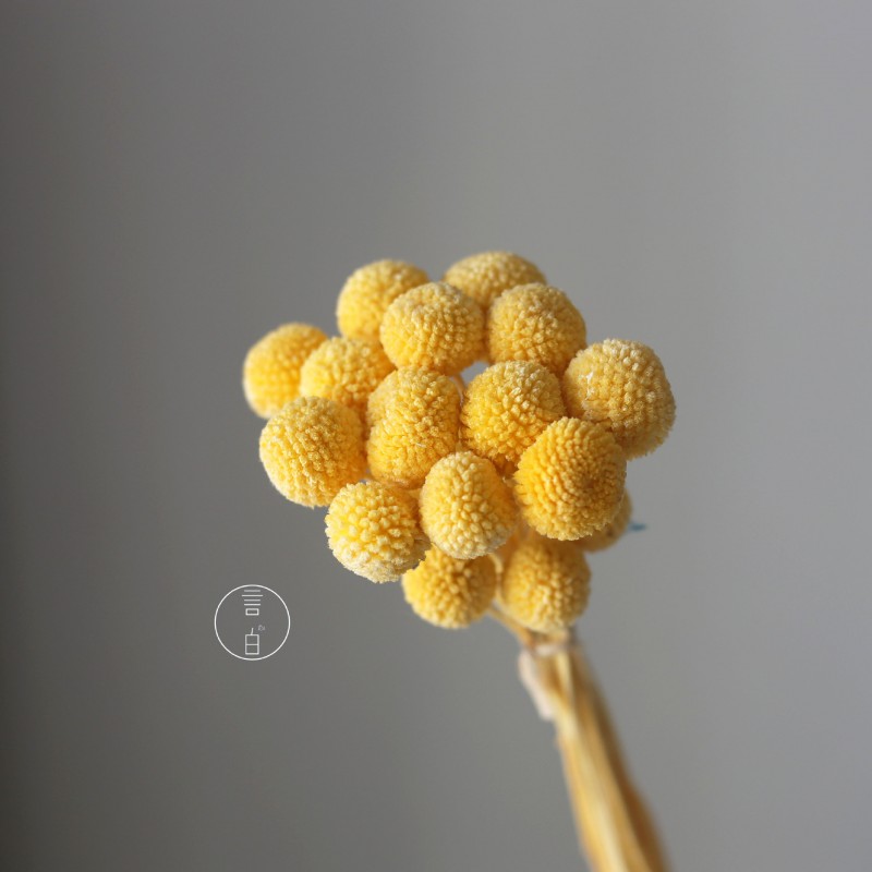 永生黄金球干花花束批发 金槌花黄金果天然真花配草花材厂家批发