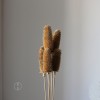 拉毛果干花 插花装饰摆件软装 长寿果蓟果云南永生花干花厂家批发