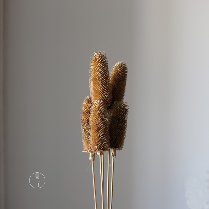 拉毛果干花 插花装饰摆件软装 长寿果蓟果云南永生花干花厂家批发