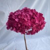 花者单支安娜绣球伴手礼绣球干花永生绣球家居装饰插花多色批发