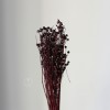 干花富贵豆相思豆 永生花厂家批发 红色金色红豆胡麻豆繁星果花束