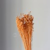 干花富贵豆相思豆 永生花厂家批发 红色金色红豆胡麻豆繁星果花束