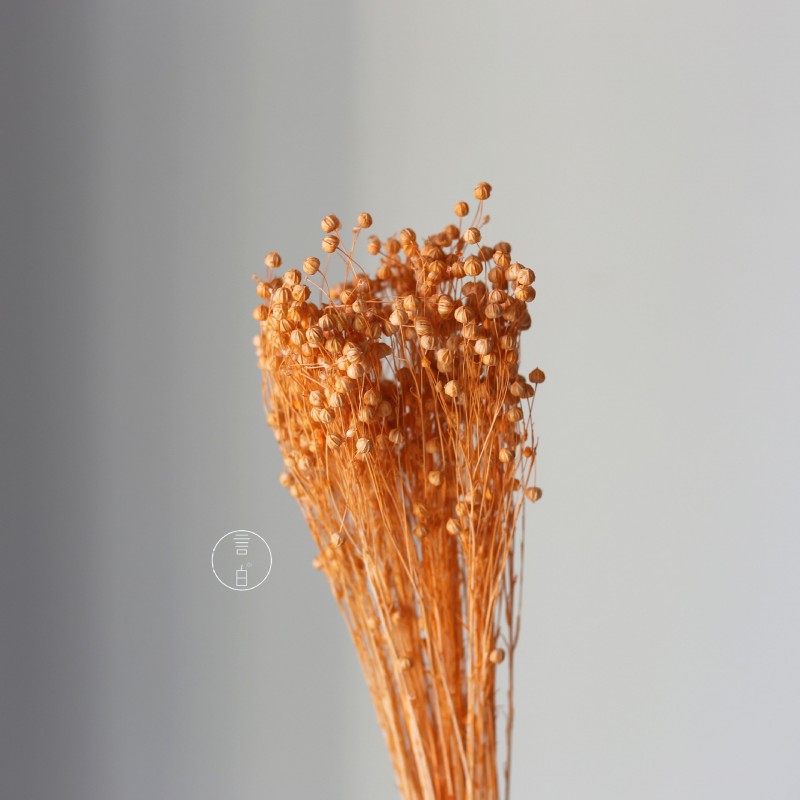 干花富贵豆相思豆 永生花厂家批发 红色金色红豆胡麻豆繁星果花束