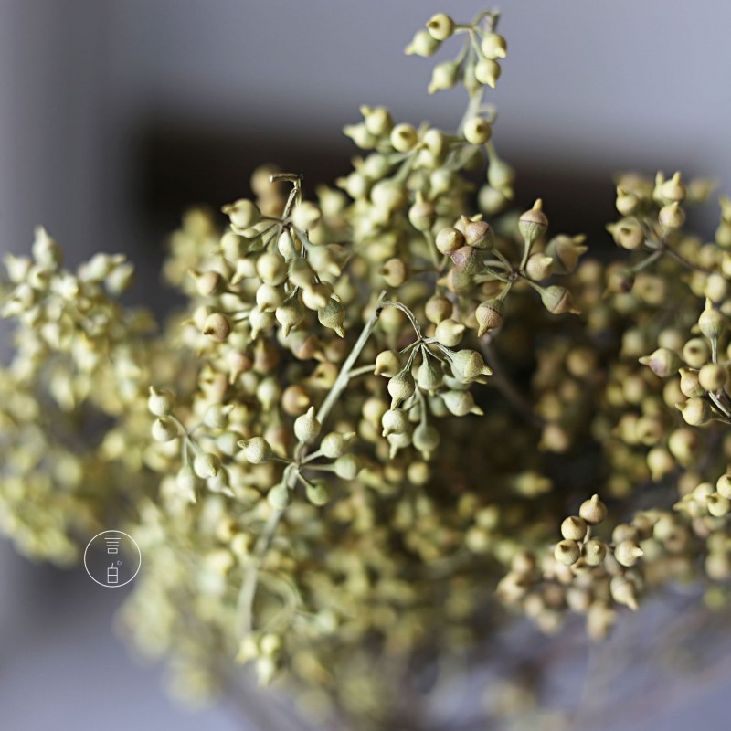 小米果小尤加利果干花僵尸果桉树果永生花插花装饰摆件厂家批发