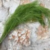 【龙须草 】永生花保鲜花龙须草DIY花材婚庆家居装饰清新儒雅风