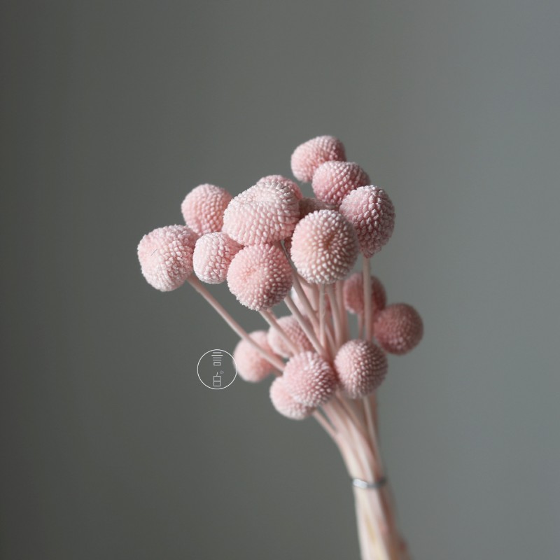 永生黄金球干花花束批发 金槌花黄金果天然真花配草花材厂家批发
