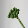 永生黄金球干花花束批发 金槌花黄金果天然真花配草花材厂家批发