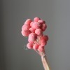 永生黄金球干花花束批发 金槌花黄金果天然真花配草花材厂家批发