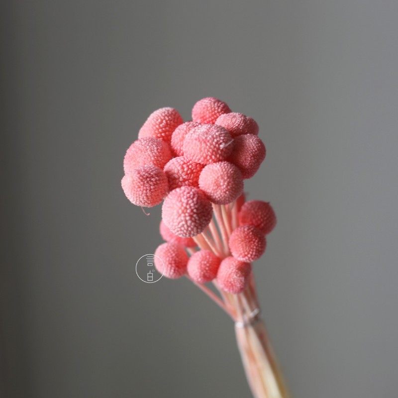 永生黄金球干花花束批发 金槌花黄金果天然真花配草花材厂家批发
