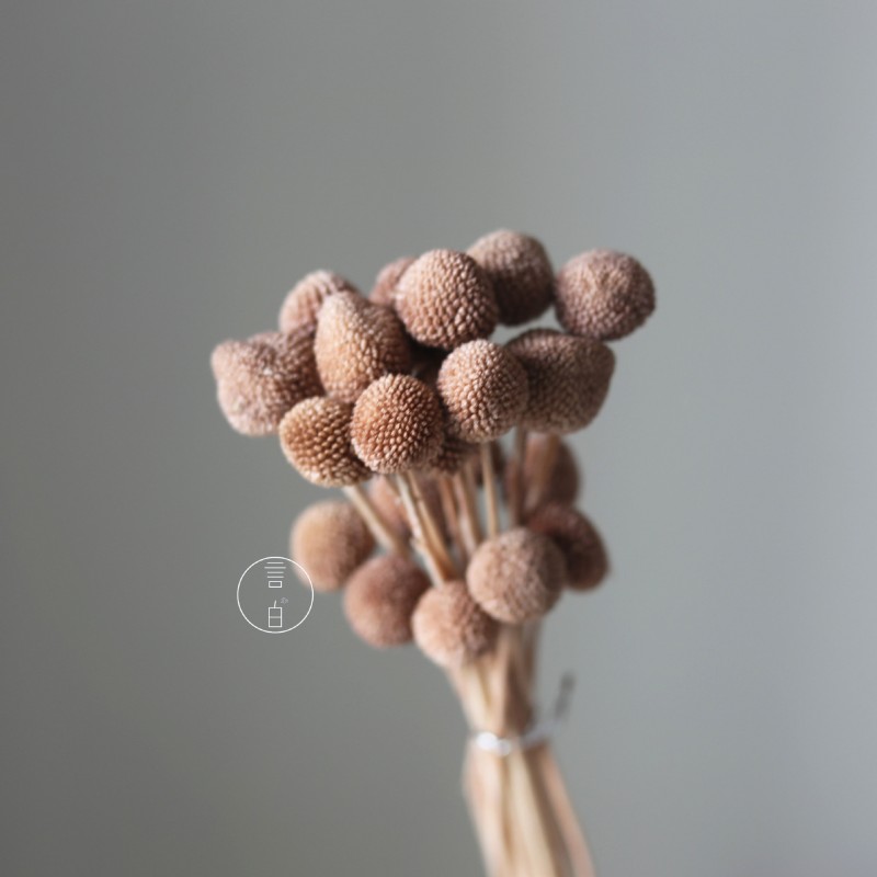 永生黄金球干花花束批发 金槌花黄金果天然真花配草花材厂家批发