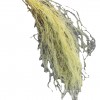【龙须草 】永生花保鲜花龙须草DIY花材婚庆家居装饰清新儒雅风