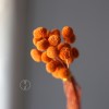 永生黄金球干花花束批发 金槌花黄金果天然真花配草花材厂家批发