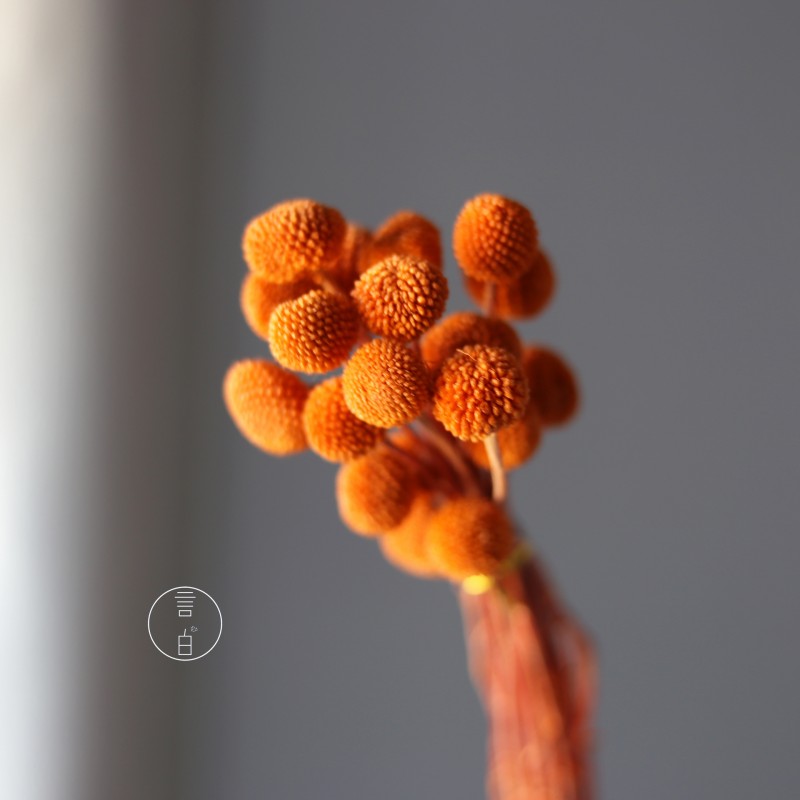 永生黄金球干花花束批发 金槌花黄金果天然真花配草花材厂家批发