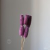 拉毛果干花 插花装饰摆件软装 长寿果蓟果云南永生花干花厂家批发