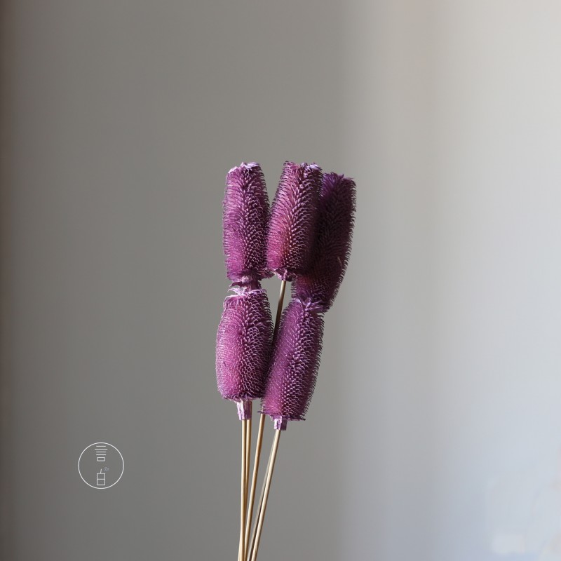 拉毛果干花 插花装饰摆件软装 长寿果蓟果云南永生花干花厂家批发