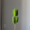 拉毛果干花 插花装饰摆件软装 长寿果蓟果云南永生花干花厂家批发