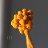 永生黄金球干花花束批发 金槌花黄金果天然真花配草花材厂家批发