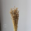 干花富贵豆相思豆 永生花厂家批发 红色金色红豆胡麻豆繁星果花束