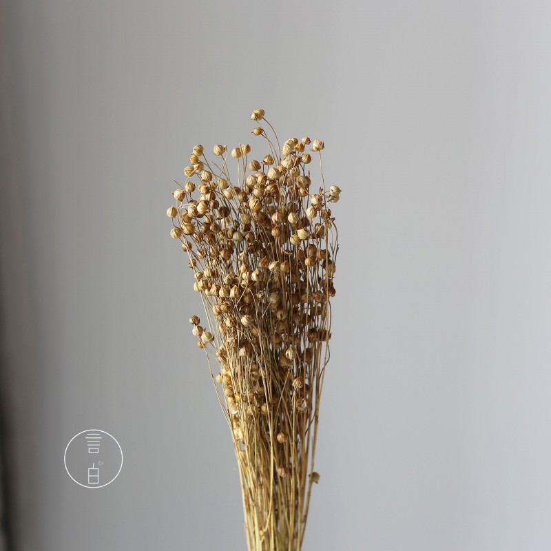 干花富贵豆相思豆 永生花厂家批发 红色金色红豆胡麻豆繁星果花束