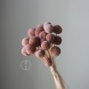 永生黄金球干花花束批发 金槌花黄金果天然真花配草花材厂家批发