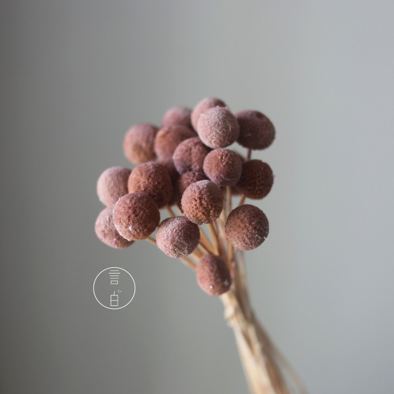 永生黄金球干花花束批发 金槌花黄金果天然真花配草花材厂家批发