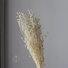 干花富贵豆相思豆 永生花厂家批发 红色金色红豆胡麻豆繁星果花束