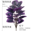 新品仿真植物紫罗兰 暗黑系绿植 跨境出口仿真花家居客厅落地盆景