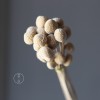 永生黄金球干花花束批发 金槌花黄金果天然真花配草花材厂家批发