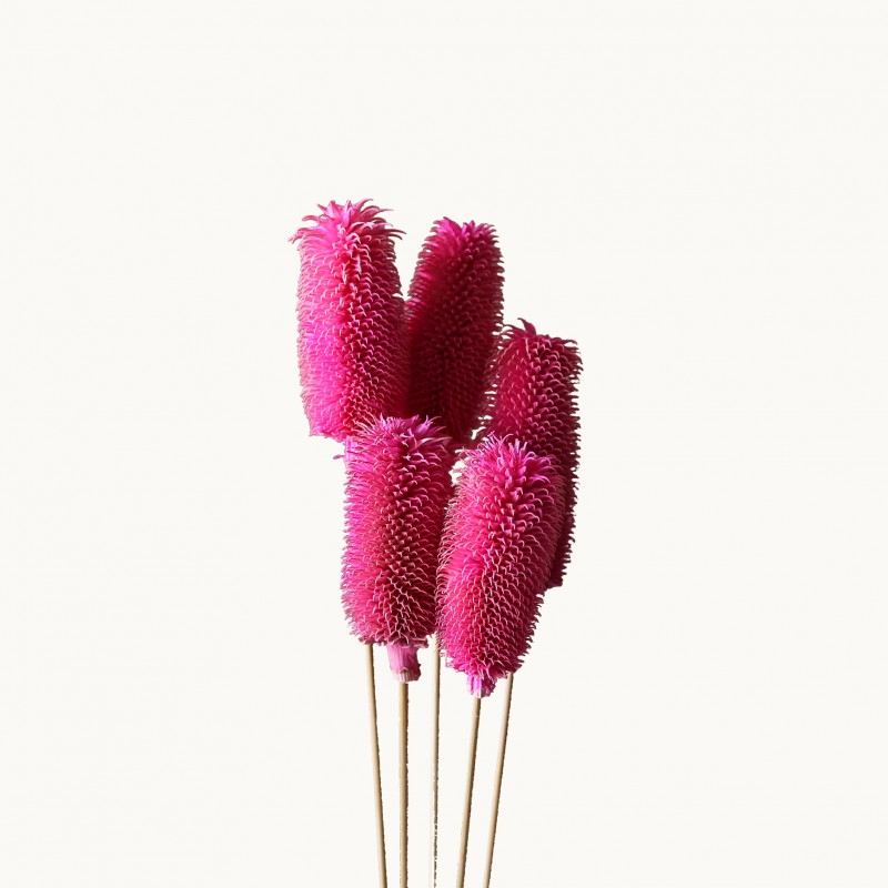 拉毛果干花 插花装饰摆件软装 长寿果蓟果云南永生花干花厂家批发