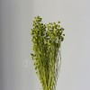 干花富贵豆相思豆 永生花厂家批发 红色金色红豆胡麻豆繁星果花束