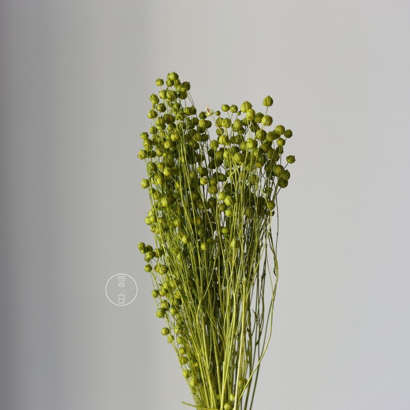 干花富贵豆相思豆 永生花厂家批发 红色金色红豆胡麻豆繁星果花束