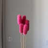 拉毛果干花 插花装饰摆件软装 长寿果蓟果云南永生花干花厂家批发